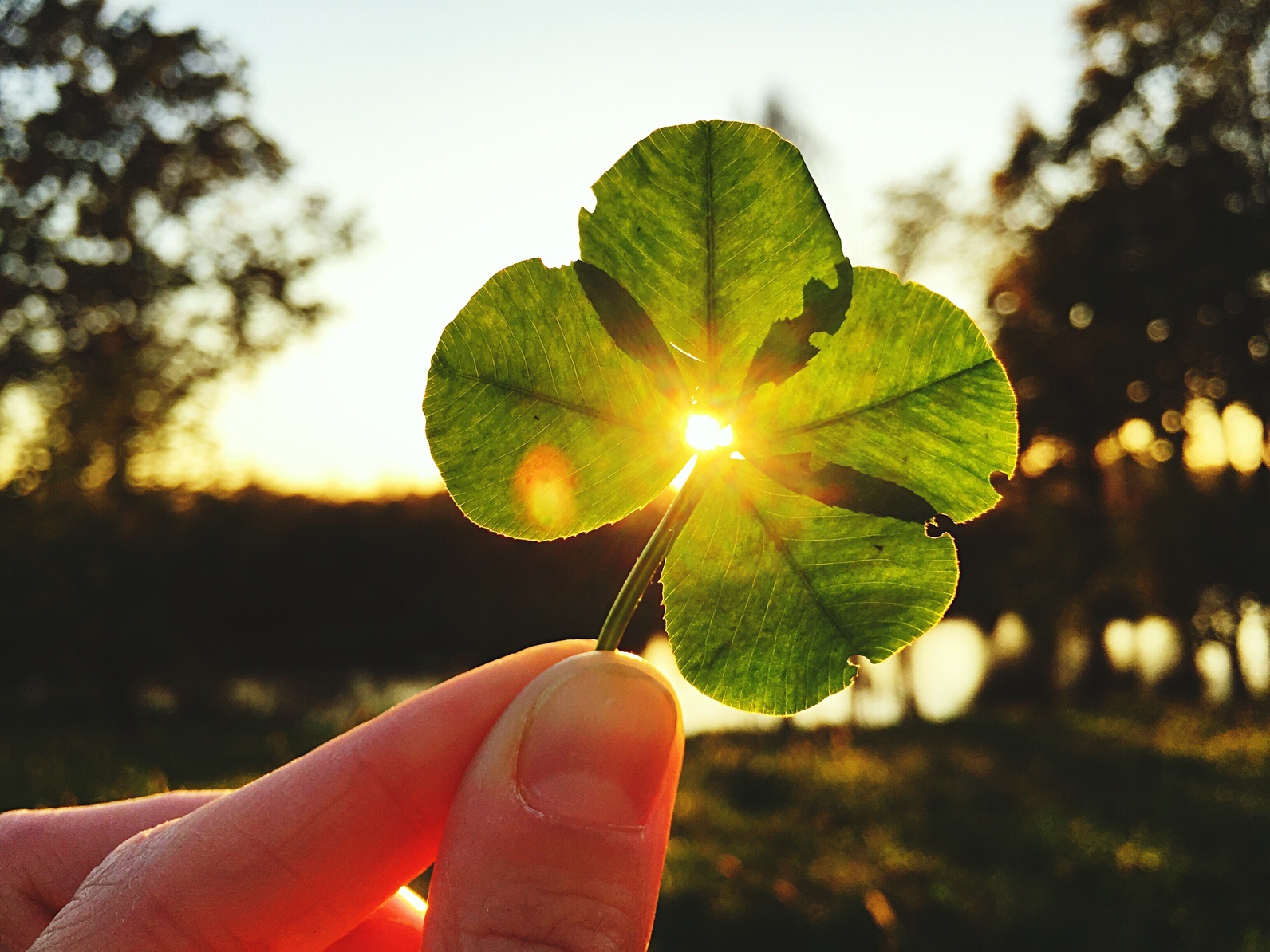 Kleeblatt mit Licht Einzigartigkeit, nach außen strahlen, Image, Individualität, Positionierung, Jasmin Griguthsch