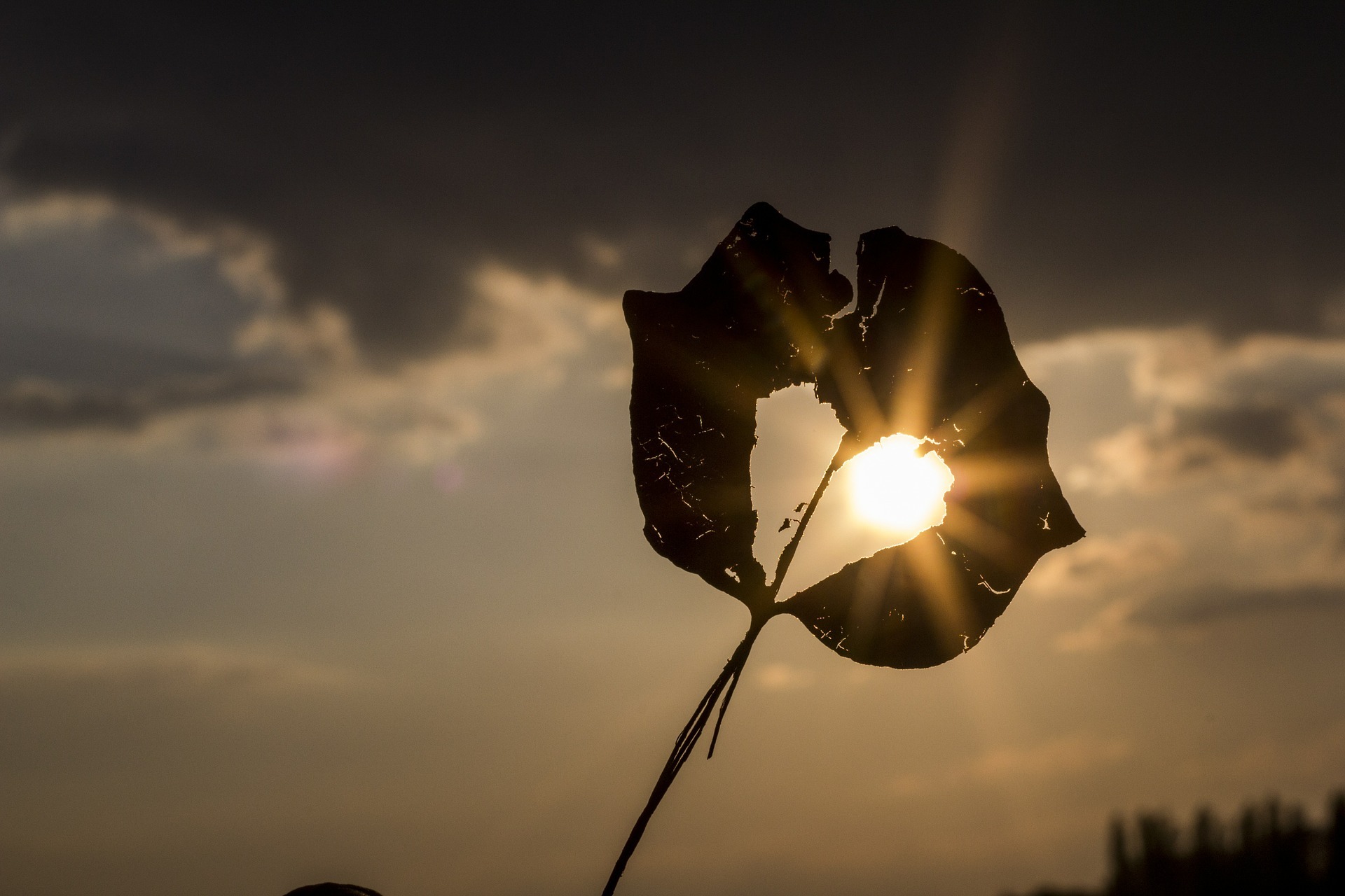 Kleeblatt mit Sonne