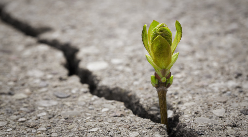 Close up of plant growing up from crack in the asphalt road with copy space