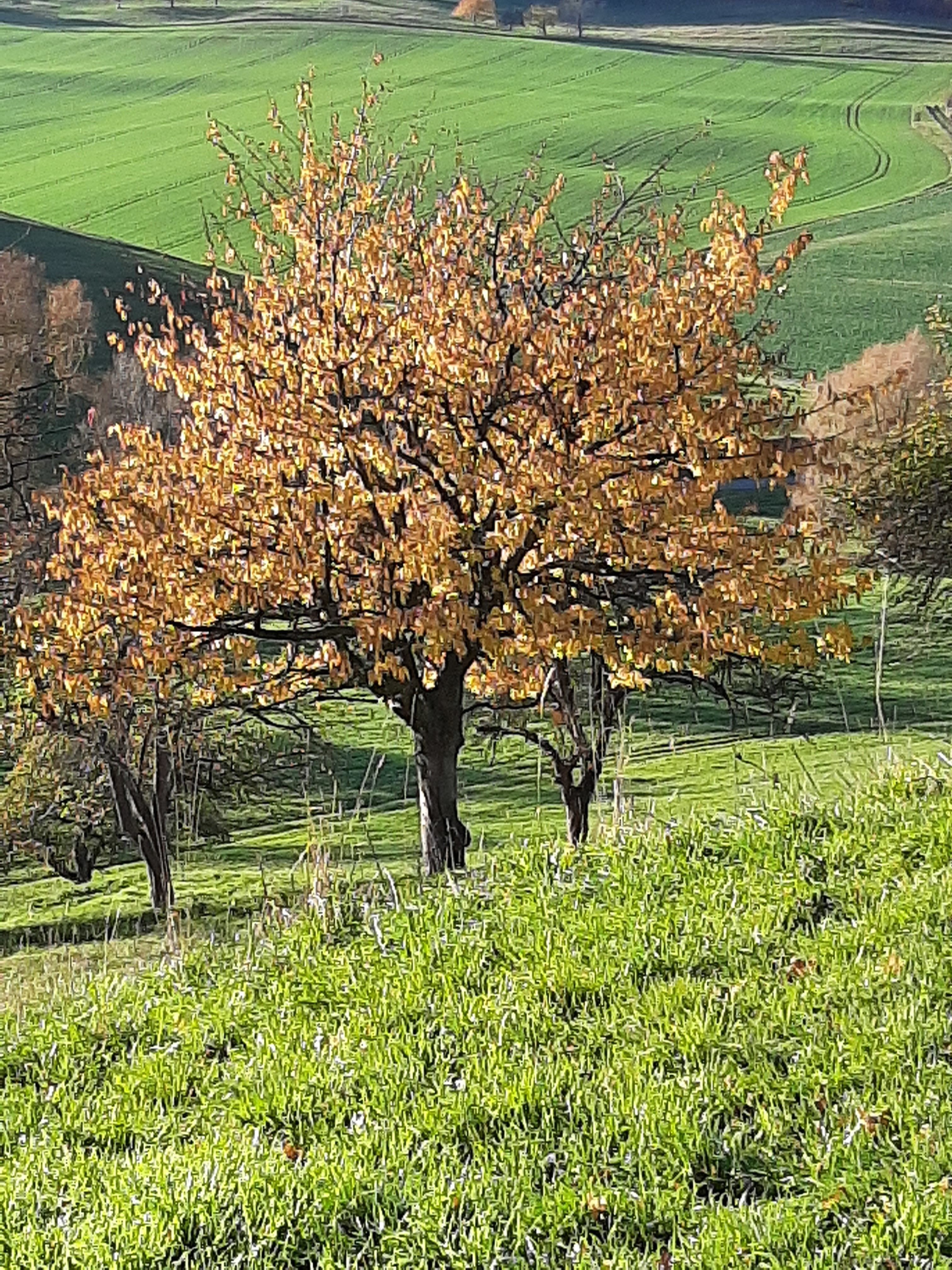 Frühlingsbaeume